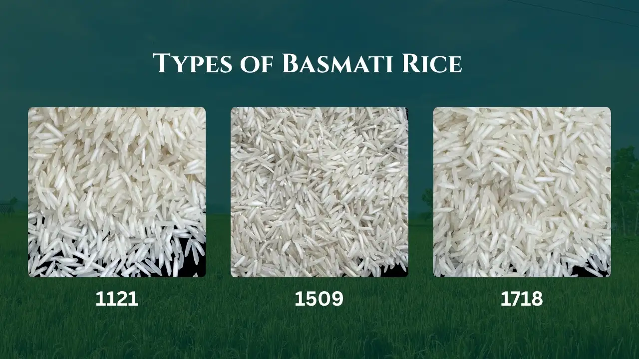 Types of Basmati Rice