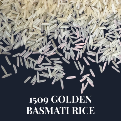 1509 Golden Basmati rice
