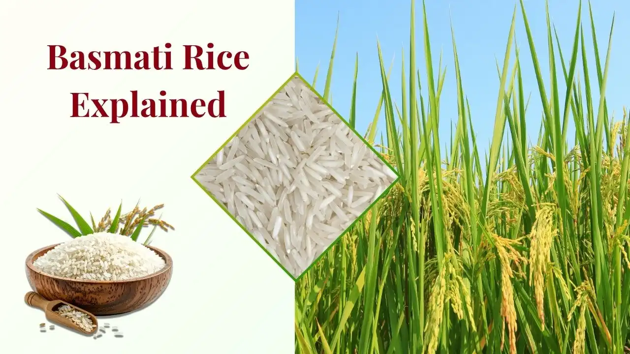 Basmati Rice Explained
