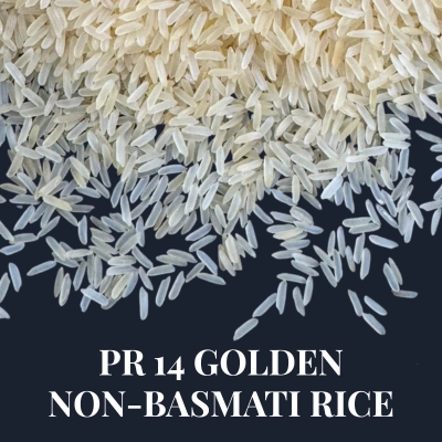 pr 14 golden rice