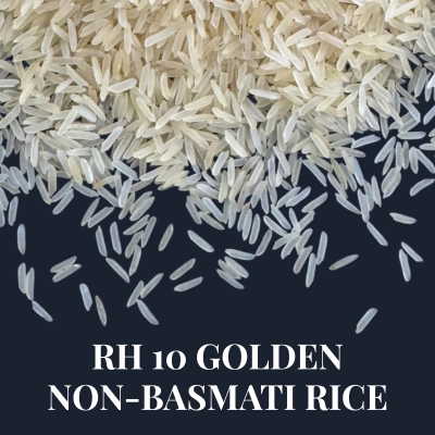 rh 10 golden rice