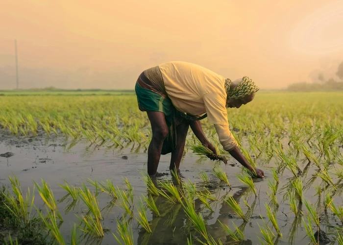 Raw Rice plant