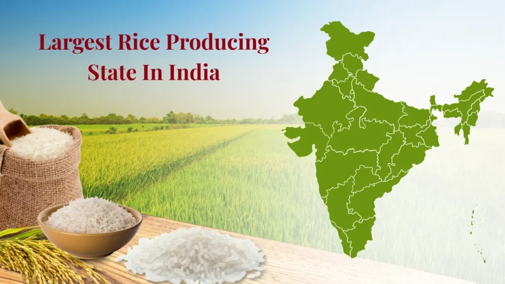 Largest Rice Producing State In India